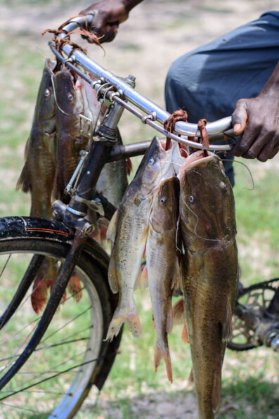 Fish from Lake Victoria hang on bicycle handlebatrs