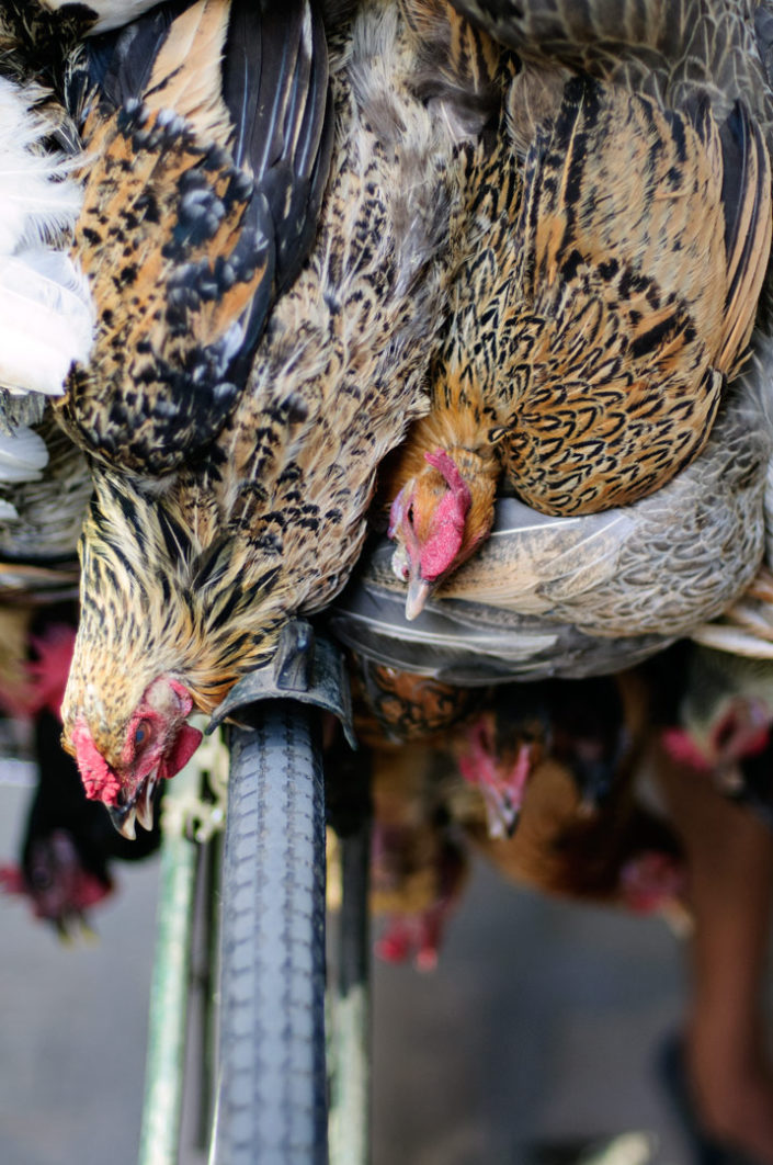 Chickens are hung from handlebars in Nepal