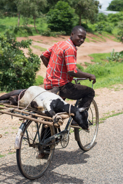 A goat is transported on the back of a bicycle rack in Africa.