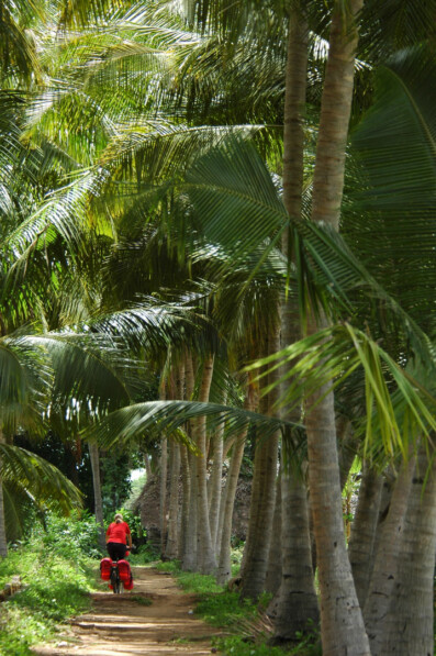 Bicycle touring in India - a red cyclist pedals past palm trees in South India