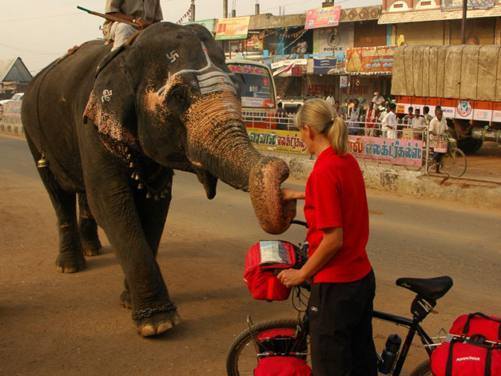A touring bicyclist meets an elephant in South India.