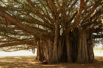 A cyclist sits under a huge tree in South India.