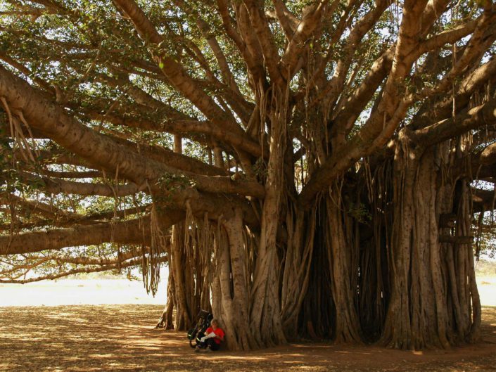 A cyclist sits under a huge tree in South India.
