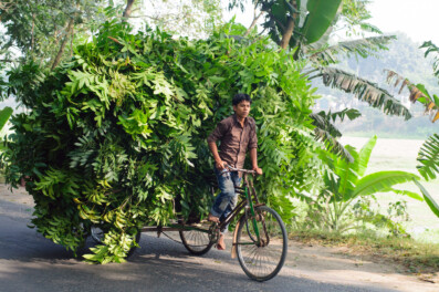 A Bangladesh rickshaw is piled high with branches