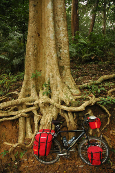 A touring bicycle is leaned against a tree in South India.