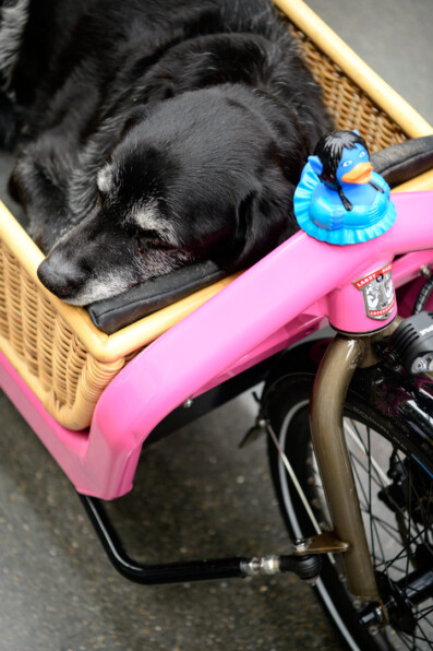 cargobike-dog